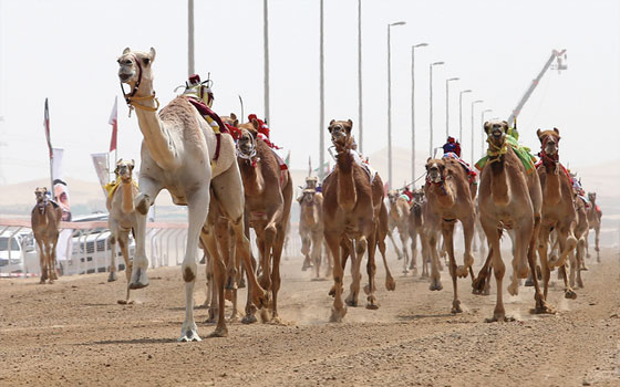  مصر اليوم - مهرجان الحصن لسباقات الهجن 2014 يُكرِّم 5 نجوم في أبوظبي