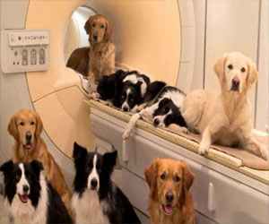   مصر اليوم - السويد: تدريب الكلاب على تشخيص الأورام السرطانية