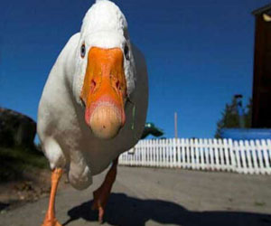 مصر اليوم - أميركية تطالب بتعويض بعد أن هاجمتها.. بطة