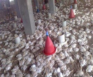 مصر اليوم - كوب شاي يتسبب في نفوق 6 آلاف دجاجة في القليوبية