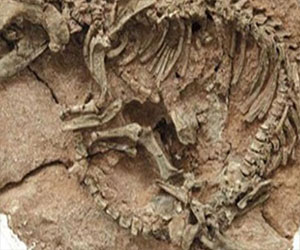   مصر اليوم - اكتشاف أقدم نموذج لأصل سُلالة من الزواحف الطائرة المتطوّرة