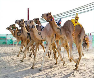   مصر اليوم - انطلاق سباقات الهجن العربيَّة في أبوظبي