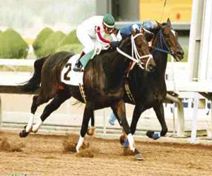 مصر اليوم - مدينة سنترو هيبكو فونتيرا البرتغالية تستضيف مهرجان أتوليريوس للقدرة