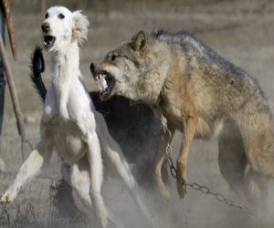   مصر اليوم - استعراض للكلاب المُفترسة يُثير رعب أهالي دمنهور