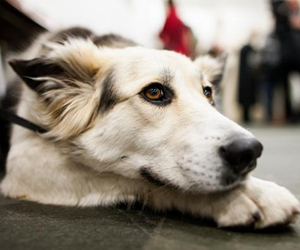   مصر اليوم - كلبة تنقذ مالكتها البريطانية من الأختناق