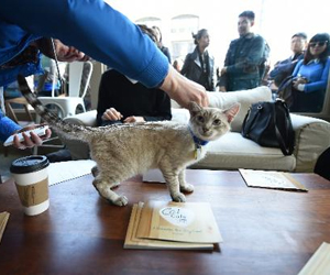   مصر اليوم - أفتتاح أول حانة للقطط لبضعة أيام في نيويورك