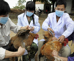   مصر اليوم - تايوان تعلن عن حالة إصابة بفيروس أنفلونزا الطيور