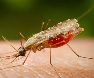   مصر اليوم - تقرير: الملاريا تقتل طفلاً كل 3 دقائق في نيجيريا