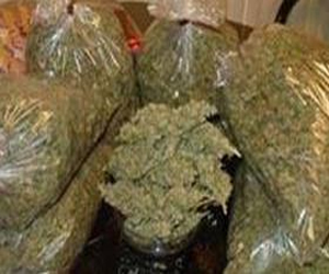   مصر اليوم - ضبط 56 شجرةً من نبات القنب الهنديّ المُخدّر في سوهاج