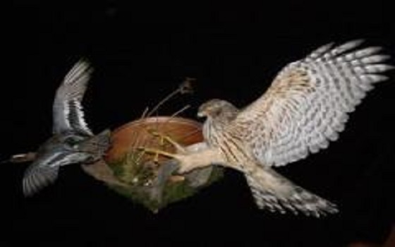   مصر اليوم - غنائم الصيّد المحنطة تُزين جدران المحلات و الشُقق الفاخرة في ألمانيّا