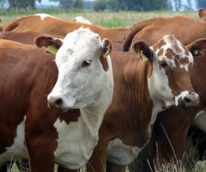 مصر اليوم - مصر والسعودية تعلقان استيراد الأبقار من البرازيل