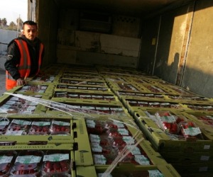 مصر اليوم - تصدير توت وزهور وتوابل من غزة إلى أوروبا