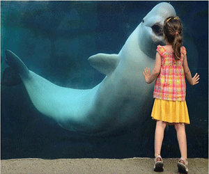 مصر اليوم - حوت أبيض يداعب طفلة عمرها 3 سنوات في أميركا