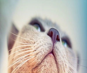   مصر اليوم - قطّ كندي مرشّح للانتخابات