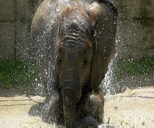 مصر اليوم - تراجع أعداد الفيلة في القارة الأفريقية