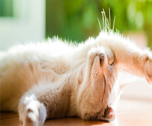   مصر اليوم - قط دبلوماسي يتخلّى عن واجباته للتّمتَع بأشعّة الشّمس