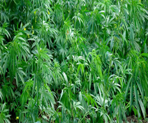   مصر اليوم - إنتاج عشبة القنب يرتفع في أوروبا