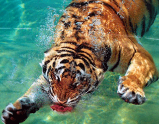   مصر اليوم - نمر جائع يقفز في المياه من أجل الطعام