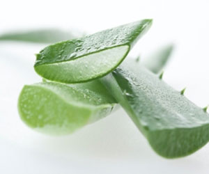   مصر اليوم - الصبار يعطي الشعر اللمعان والبشرة النعومة والصفاء