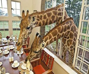   مصر اليوم - الزرافة تشارك نزلاء فندق طعام الإفطار