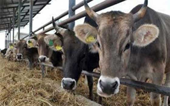 مصر اليوم - تفعيل إجراءات الحجر البيطري لمواجهة الإيبولا في السويس