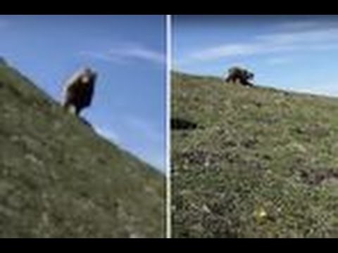 بالفيديو رجل يواجه دبًا كبيرًا وجهًا إلى وجه