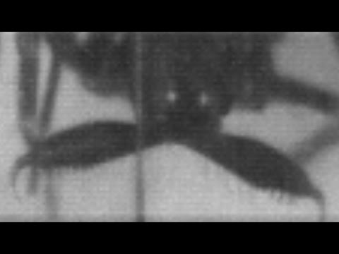 شاهد كيف يصطاد العنكبوت فريسته