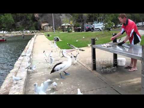 شاهد ملل الانتظار يدفع بجعة لسرقة الأسماك من صياد تعاطف معها