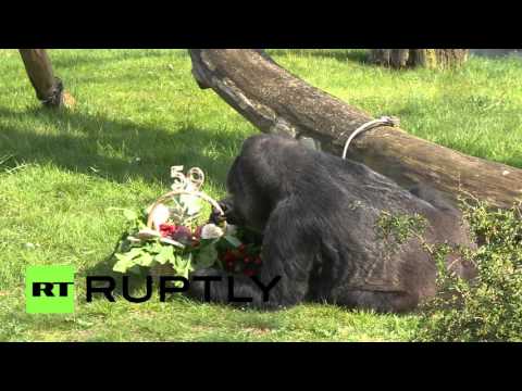 ثاني أقدم غوريلا في العالم تحتفل بعيد ميلادها الـ59