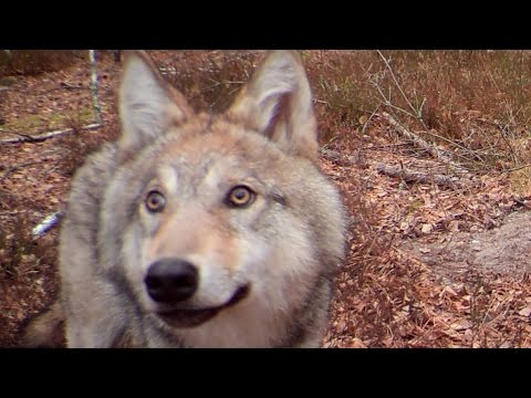 الحيوانات تحتل منطقة تشرنوبل