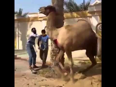 جمل يهاجم رجل حاول ذبحه