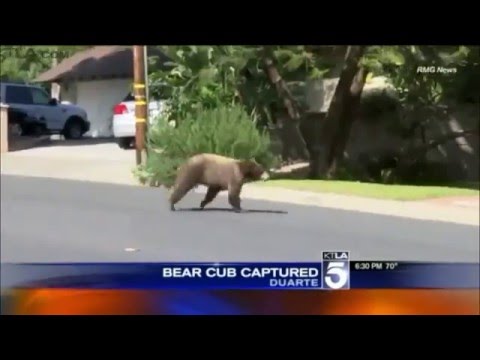 شاهد دب صغير يتجول في منطقة سكنية