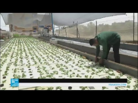 شاهد مزارعون يلجؤون للزراعة المائية لحل مشاكل القطاع الزراعي