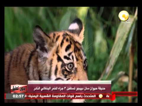 حديقة حيوان سان دييغو تستقبل 3 جراء من النمر البنغالي النادر