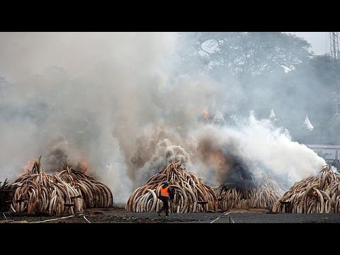 إحراق المئات من أطنان العاج في مدينة نيروبي في كينيا