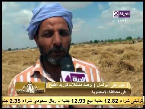 مشكلات توريد القمح في محافظة الإسكندرية