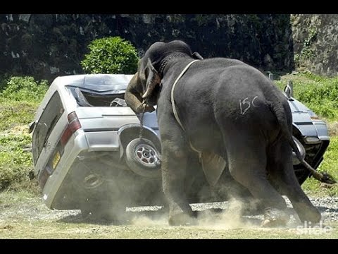 شاهد أقوى مقاطع هجوم الحيوانات على البشر