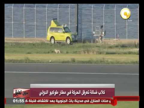 كلاب ضالة تعرقل الحركة في مطار طوكيو الدولي