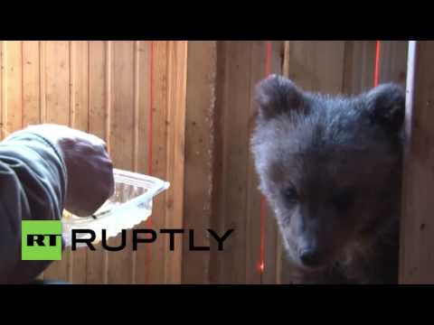 عائلة روسية تتبنى دب يتيم