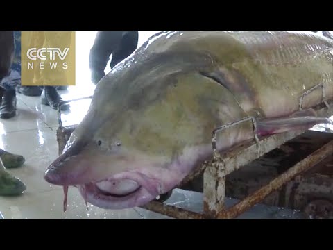 العثور على واحدة من أكبر الأسماك في العالم