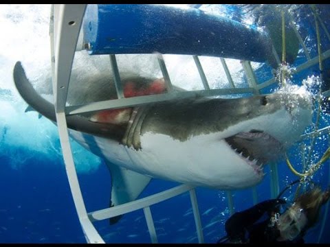 بالفيديو لحظة مهاجمة قرش أبيض لمجموعة من الغواصينبالفيديو لحظة مهاجمة قرش أبيض لمجموعة من الغواصين