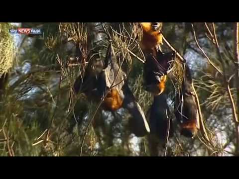 غزو للخفافيش في وضح النهار على قرية استرالية