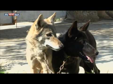 عراقي يأوي ذئابا في بيته