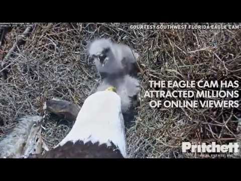 بالفيديو إنقاذ نسر أميركي مشهور تعرض لهجوم من بومة