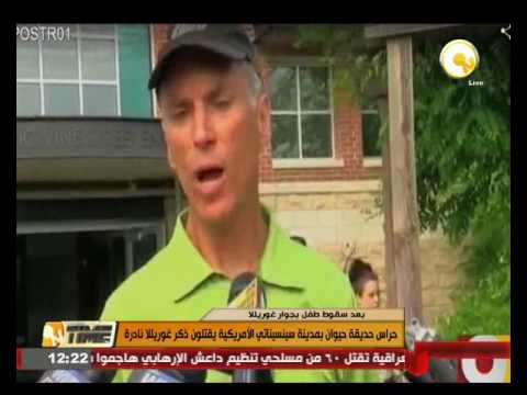 بالفيديو حراس حديقة حيوان في مدينة سينسيناتي الأميركية يقتلون ذكر غوريللا نادرة