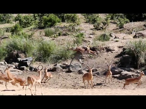 فيديو لحظة هجوم أسد بشكل مفاجئ على ظبي