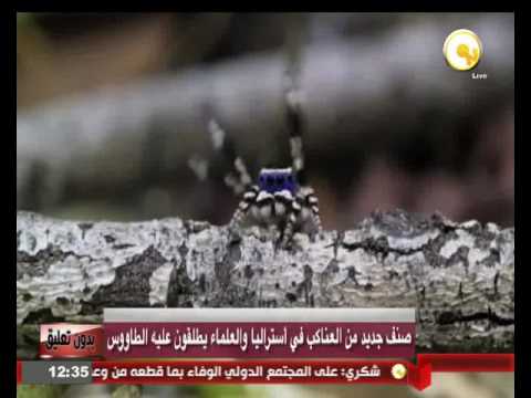 صنف جديد من العناكب في أستراليا والعلماء يطلقون عليه الطاووس