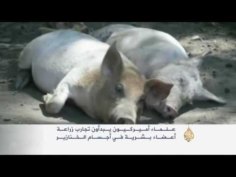 تجارب زراعة أعضاء بشرية في أجسام الخنازير