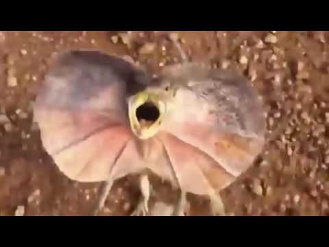 سحلية ضخمة تطارد شابا حاول تصويرها