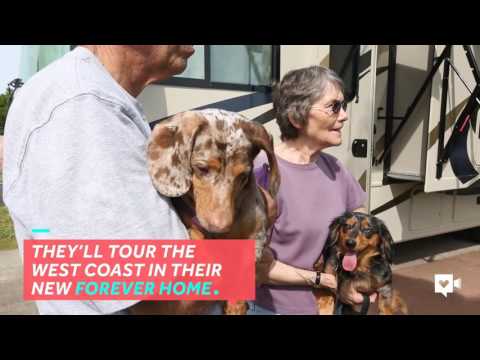 كلب أعمى يجد طريقه بصديقته المبصرة